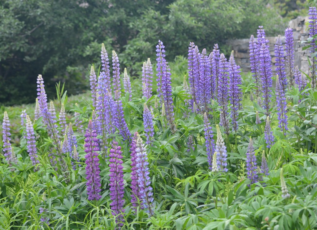 A large clump of purple lupins