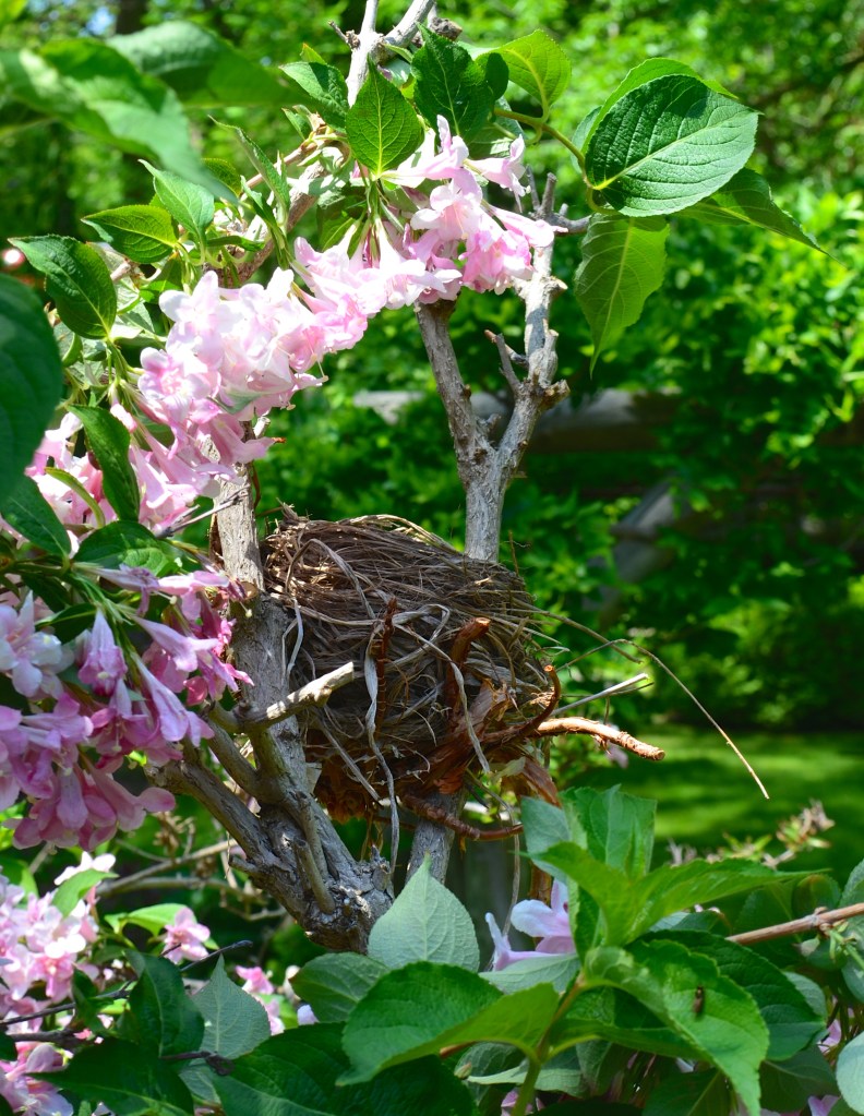 An ornamental nest in a shrub with pink flowers.