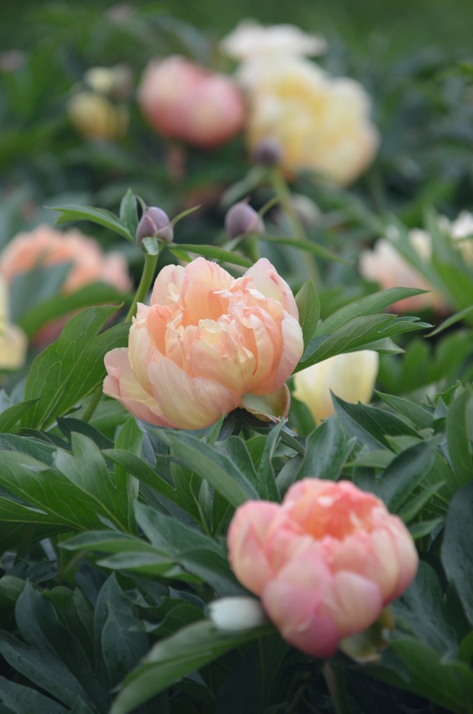 Close up of peach peonies