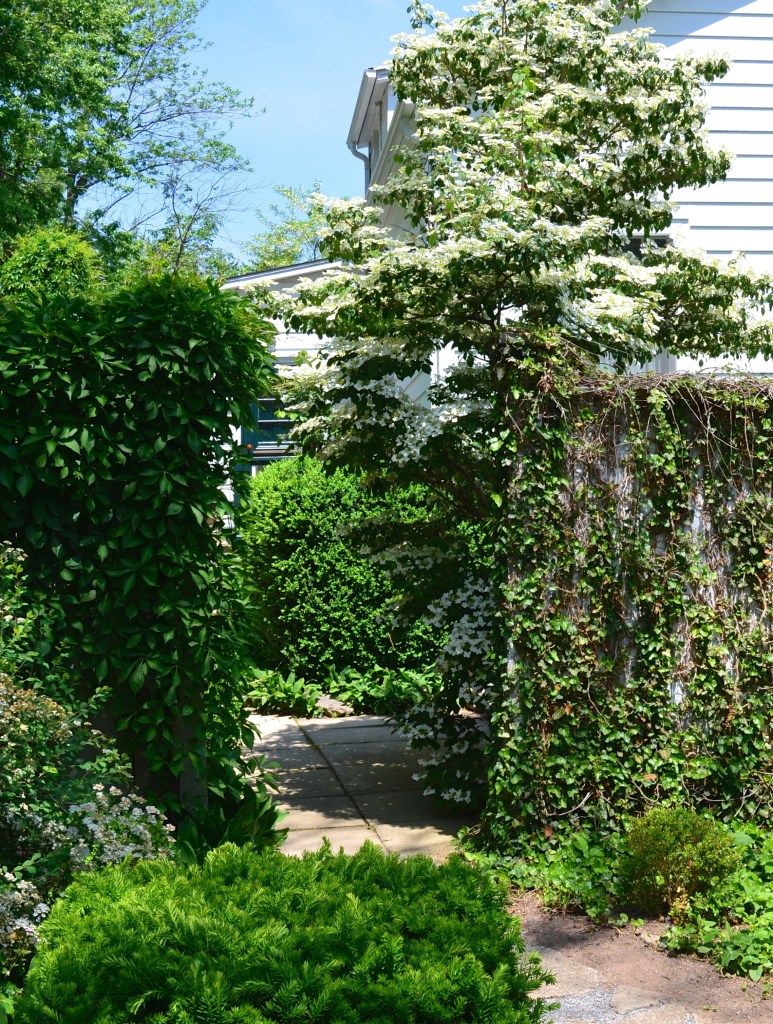Vine covered walls in a small garden add dimension.