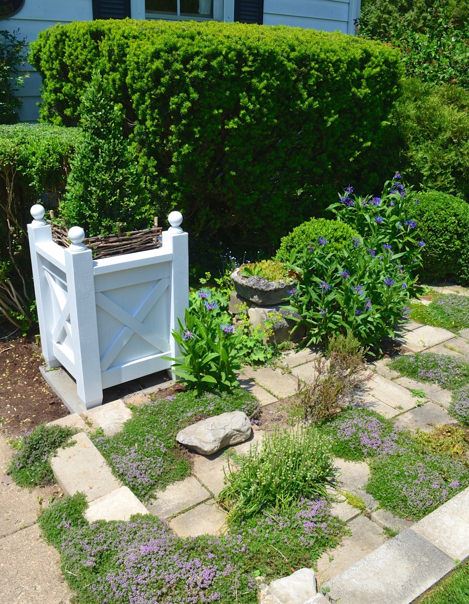 A small front garden features clipped evergreen shrubs and low growing ground cover