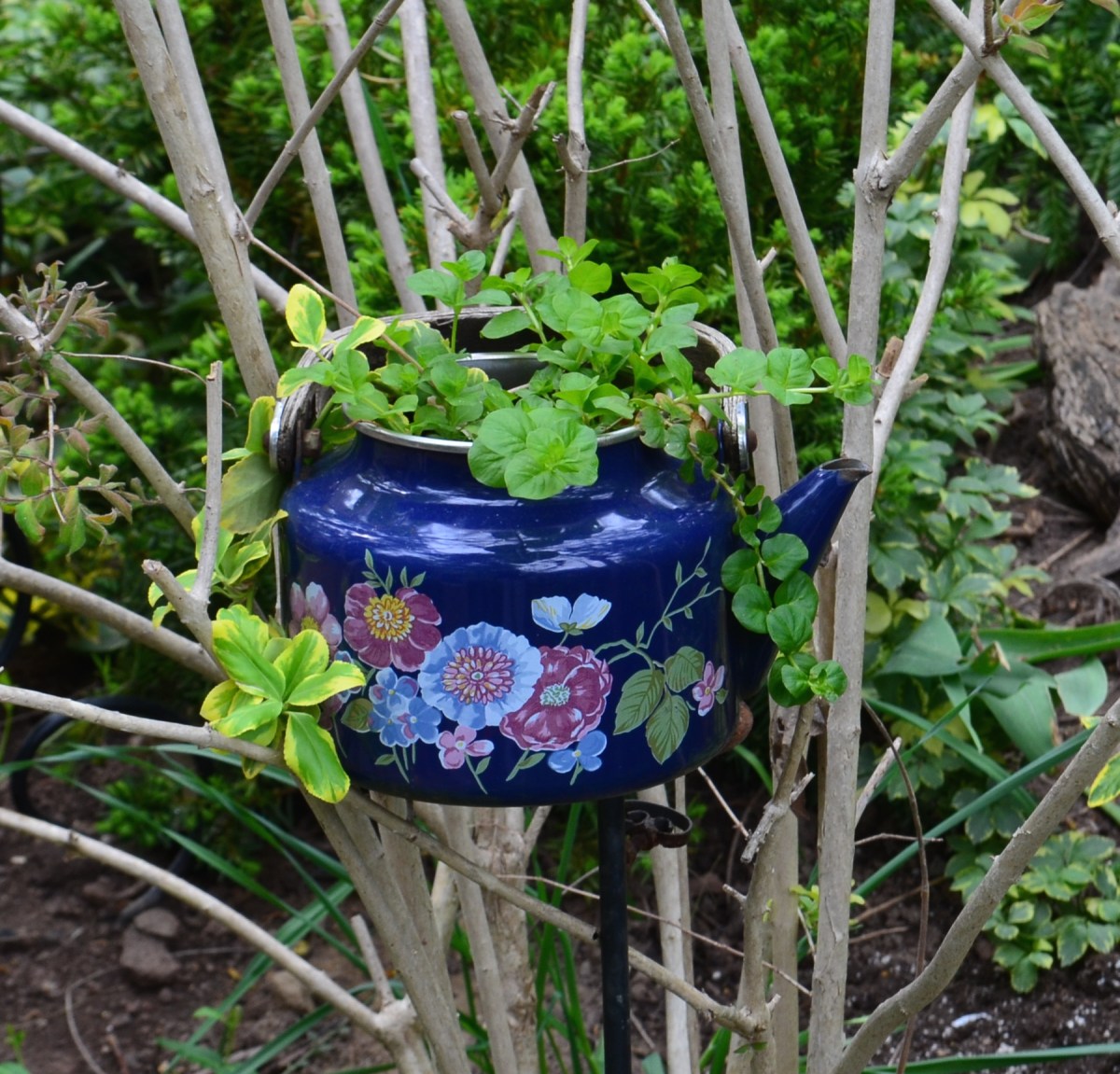 A teapot is used as a plant container