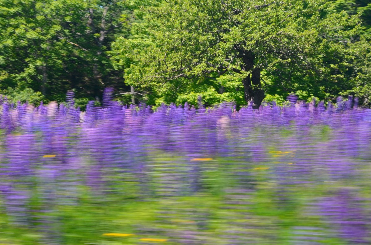 A field of lupins is photographed from a moving car.
