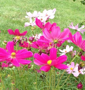 A group of bright pink Cosmos flowers