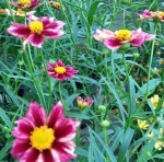 Coreopsis Big Bang 'Mercury Rising'