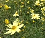 The pale yellow flowers of Coreopsis Moonbeam