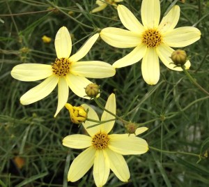 A closeup of pale lemon flowers.