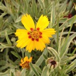 A close-up of a yellow and orange flower with variegated foliage