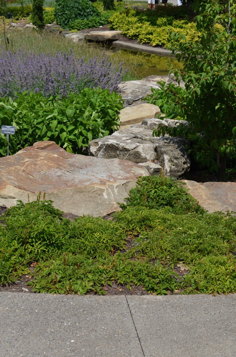 Rocks are positioned in a rock garden to look like a path.