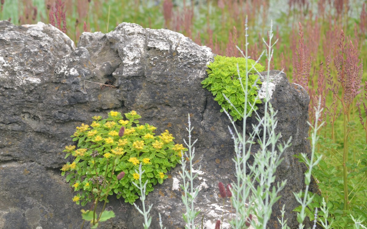 Small plants grow in crevices of a boulder.