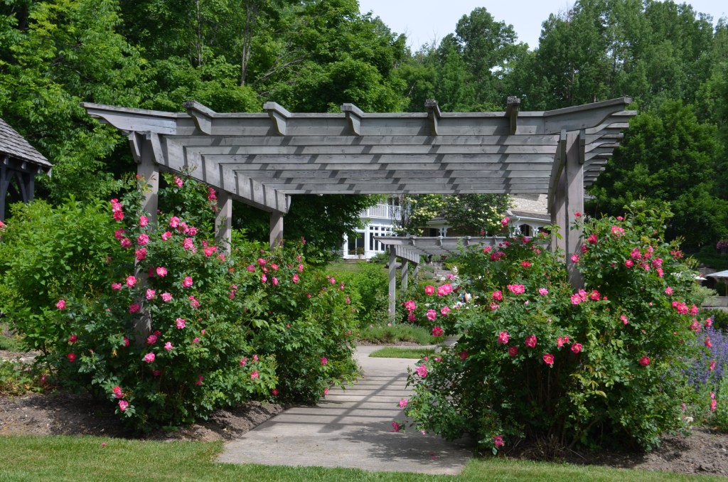 A view through two rose pergolas