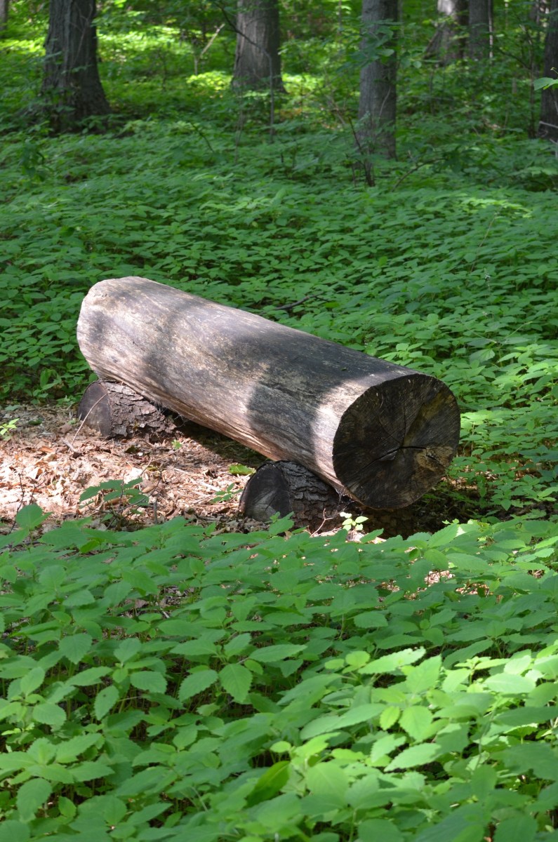 A wood chip path leads to a log bench in a woods.