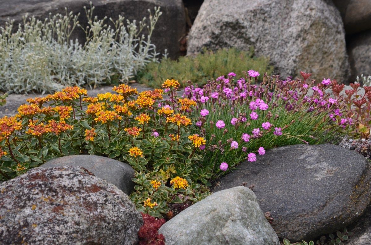 Large stones in a rock garden with brightly coloured perennials.
