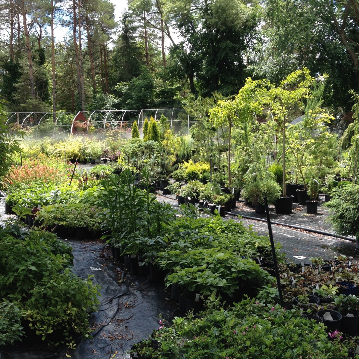 Pots of trees, shrubs and perennials for sale at Lost Horizons