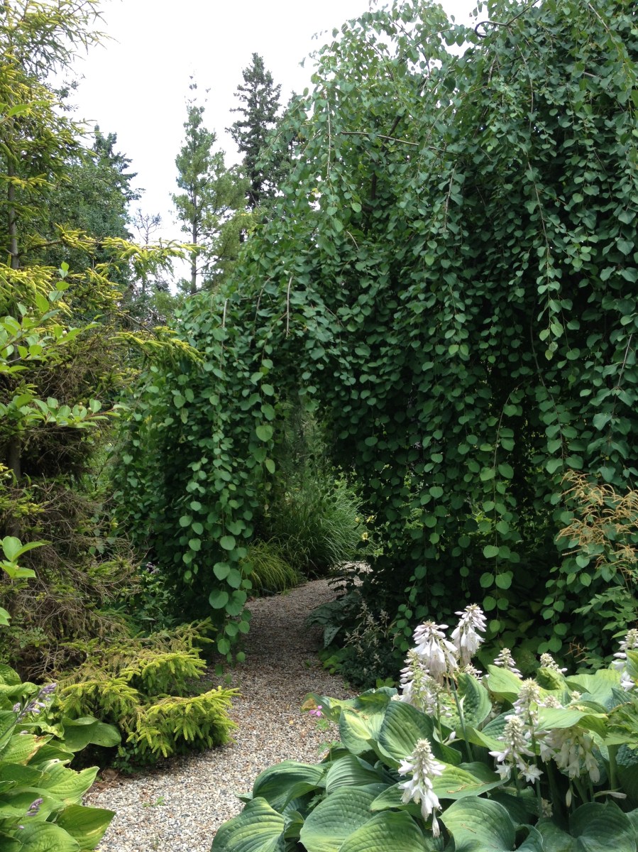 A path leads under the weeping branches of a tree at Lost Horizons