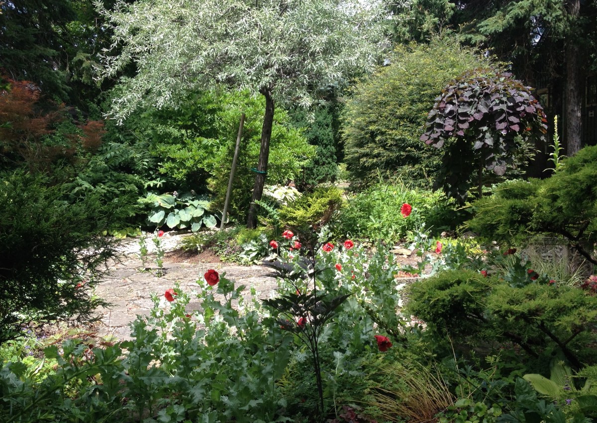 Red poppies line a sun drenched patio in the garden at Lost Horizons