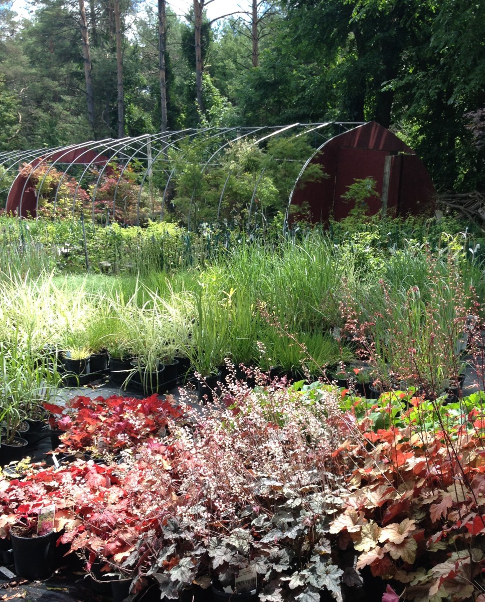 Potted plants organized in groups for sale at Lost Horizons