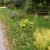 A ditch is filled with plants to create a rain garden.