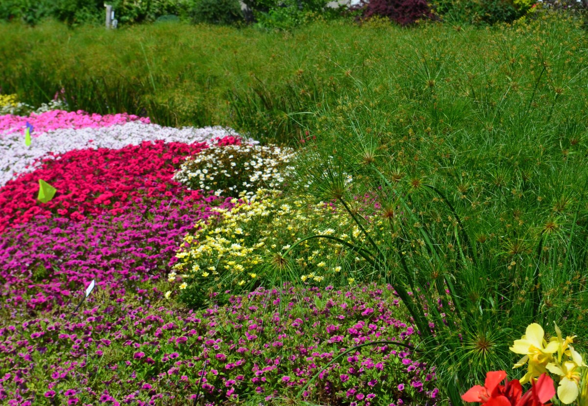 Egyptian papyrus grass and bright annuals in a long flower bed.