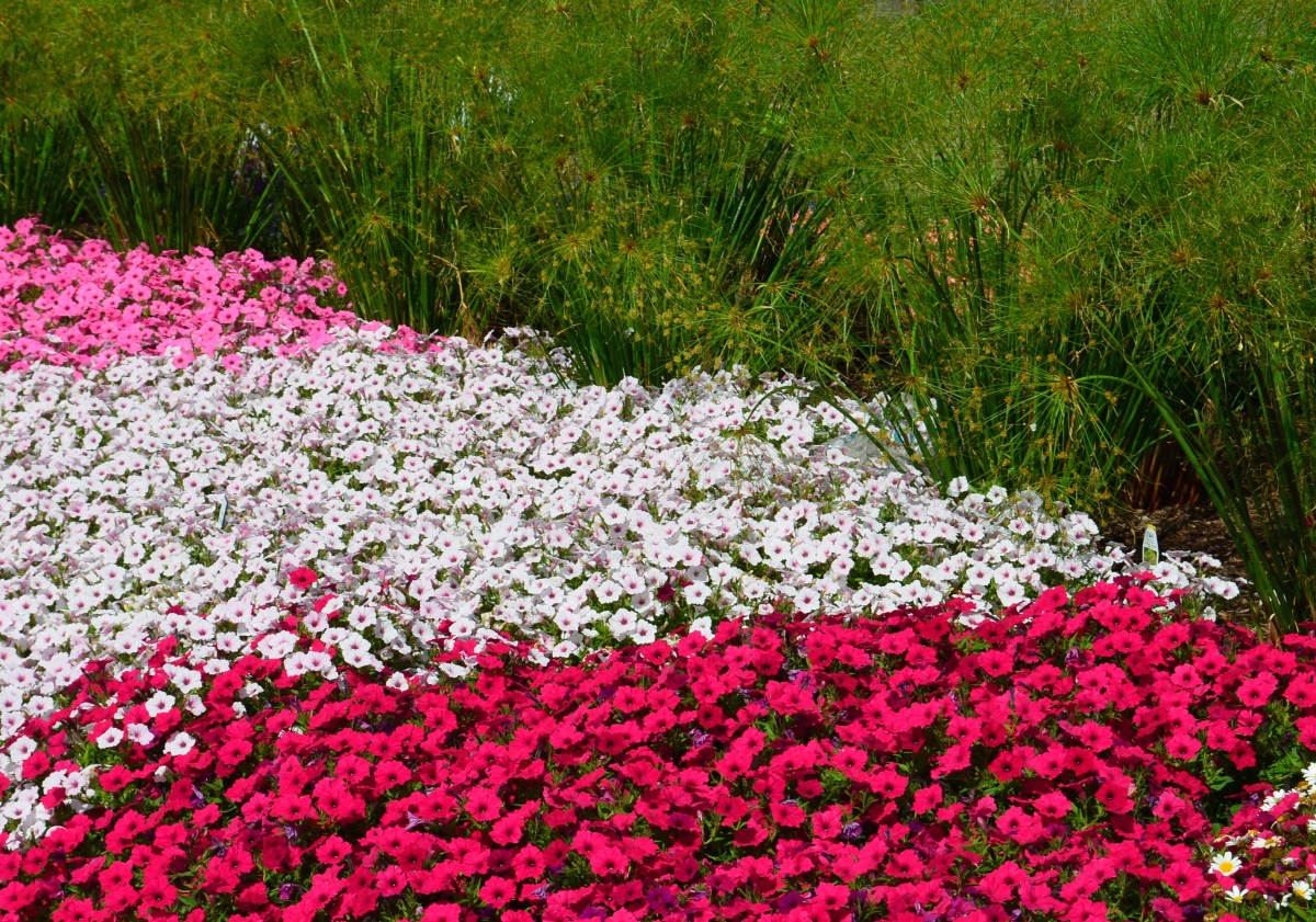 A bed of petunias in shades of pink from Proven Winners.