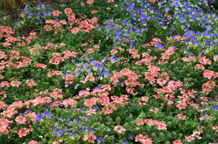 Peach and purple flowers cover a garden bed.