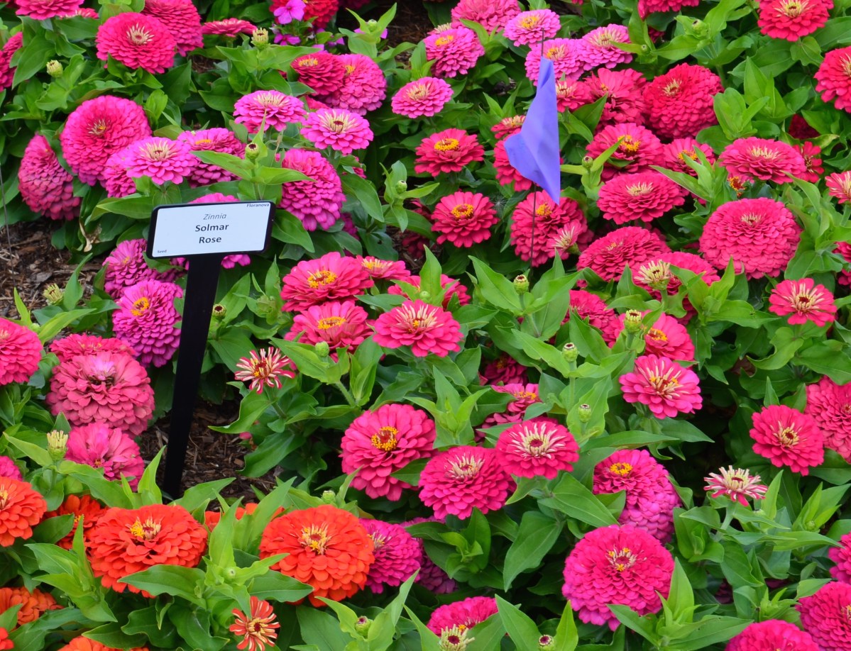 Bright pink zinnias in a trial garden bed.