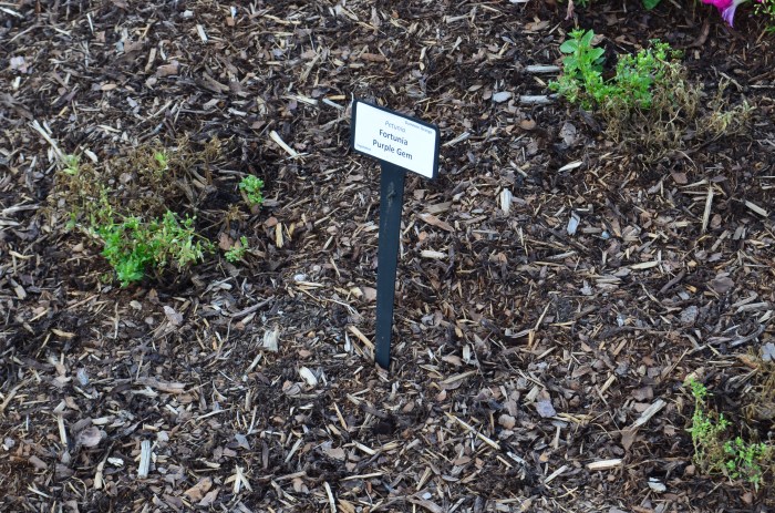 A bed of petunias has little growth.