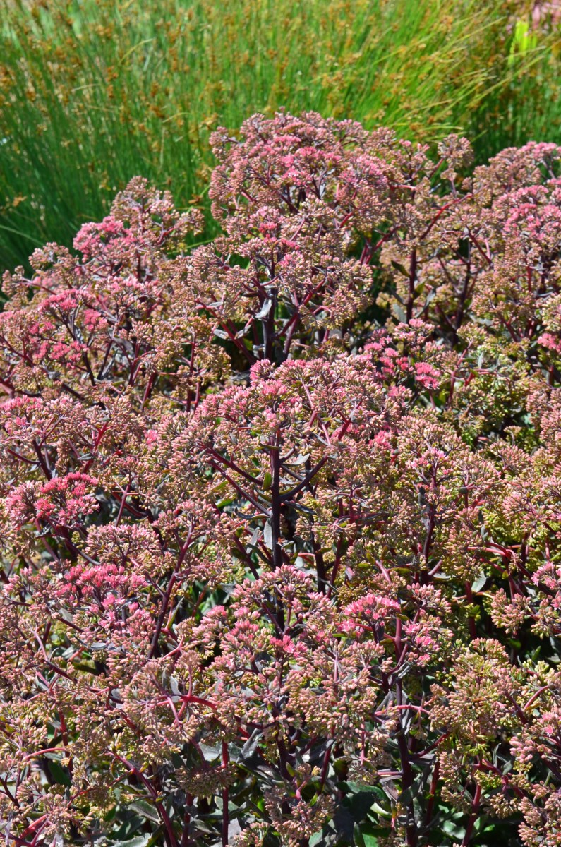 A rosy purple sedum shown in sunlight.