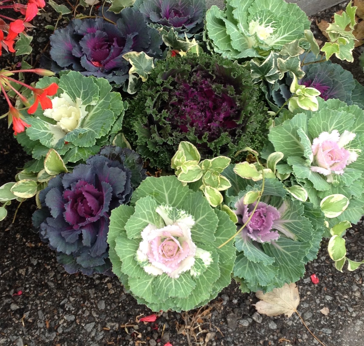 A container planting of ornamental cabbages.