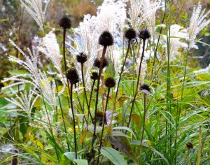 Examples of flower heads and stems that should be left as is during fall garden clean up.