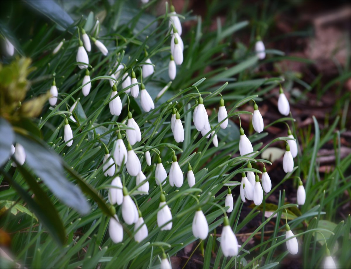 Snowdrops in a drift along a sloping flower bed.