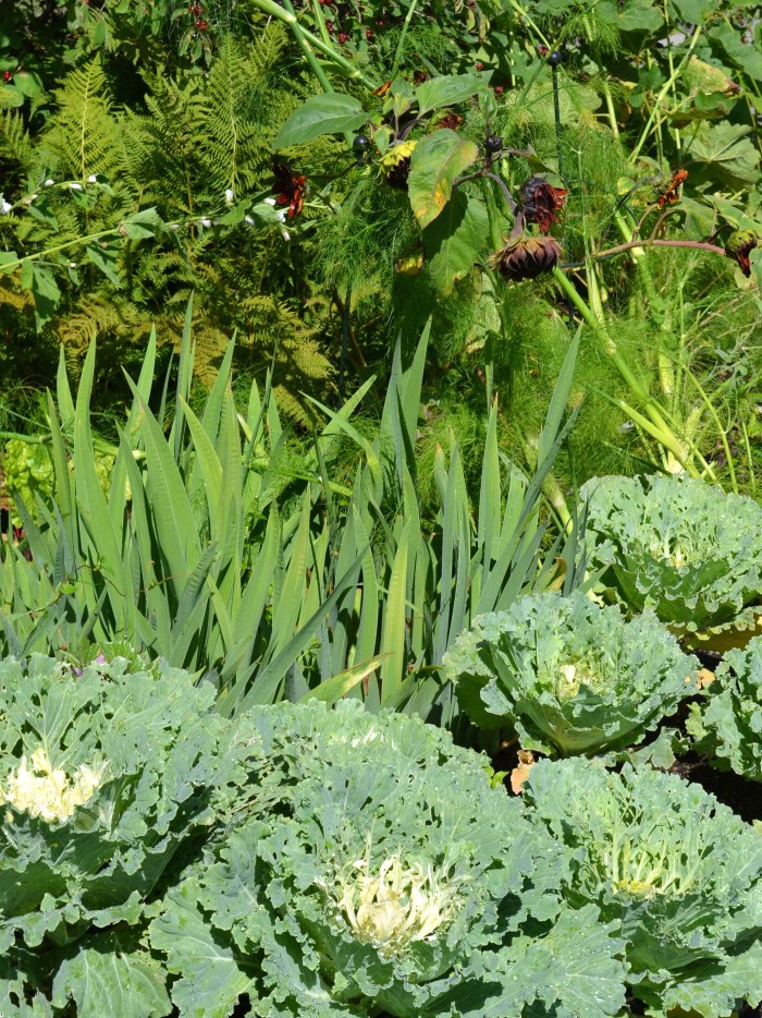 Ornamental cabbages fill out a flower bed in fall.