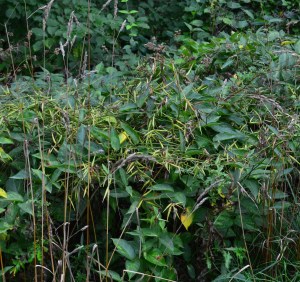 Dog strangling vine growing on shrubs.