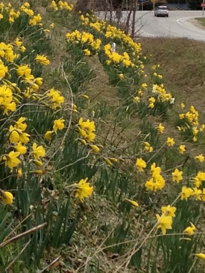 Daffodils planted on a hillside to commemorate a young cancer victim.