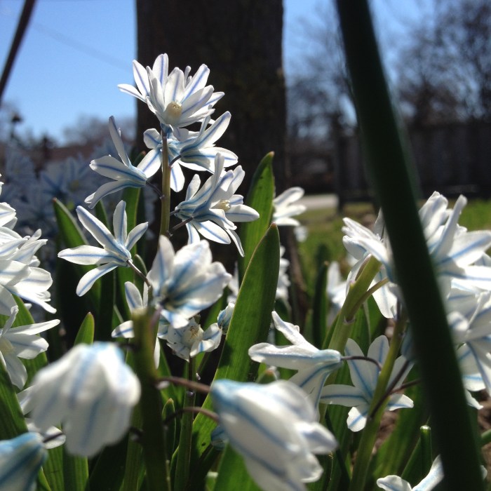 Scilla bulbs planted in fall add unusual spring colour.