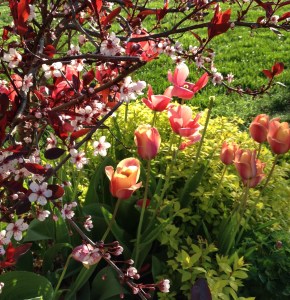 Tulips planted in fall for good spring colour.