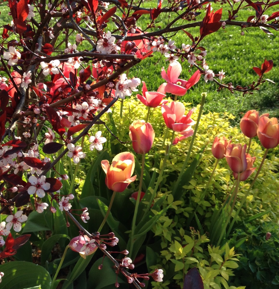 Tulips planted in fall for good spring colour.