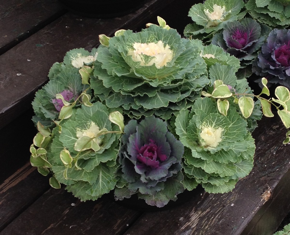 A low container filled with ornamental cabbages.