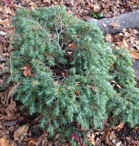A small shrub for full shade