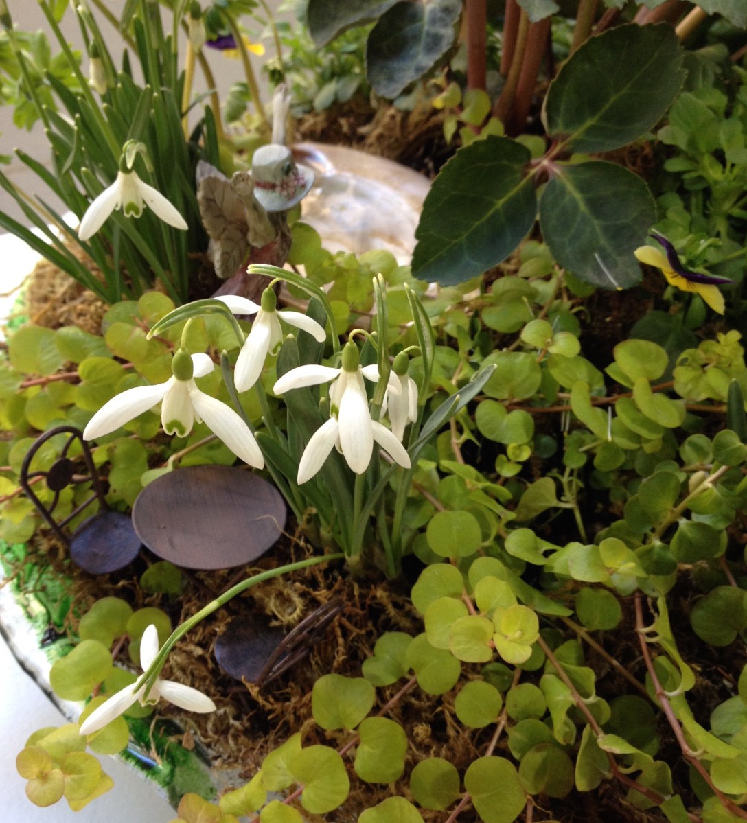 Snowdrops used in a fairy garden container.
