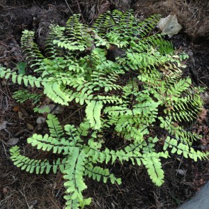 A small clump of Maidenhair fern.