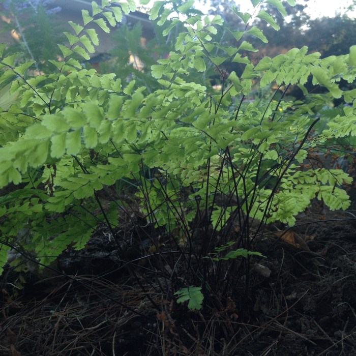 Maidenhair fern showing the plant's stems.