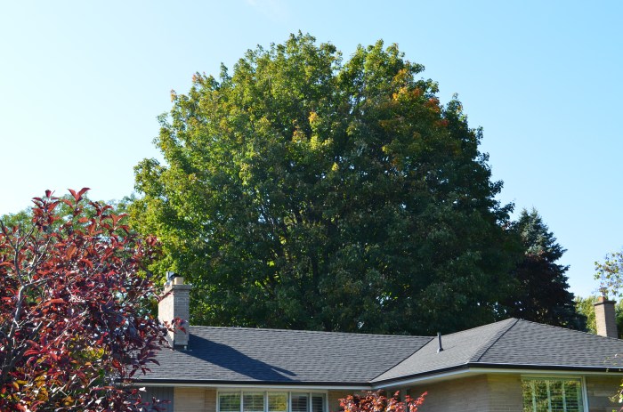 A large maple tree looms over a suburban home creating inspiration for garden design.