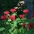 Red monarda