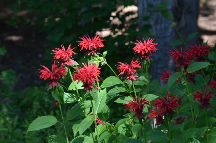 Red monarda