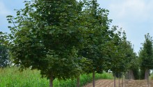 Norway maples trees in a nursery.