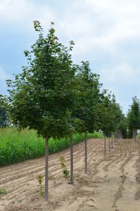 Norway maples trees in a nursery.