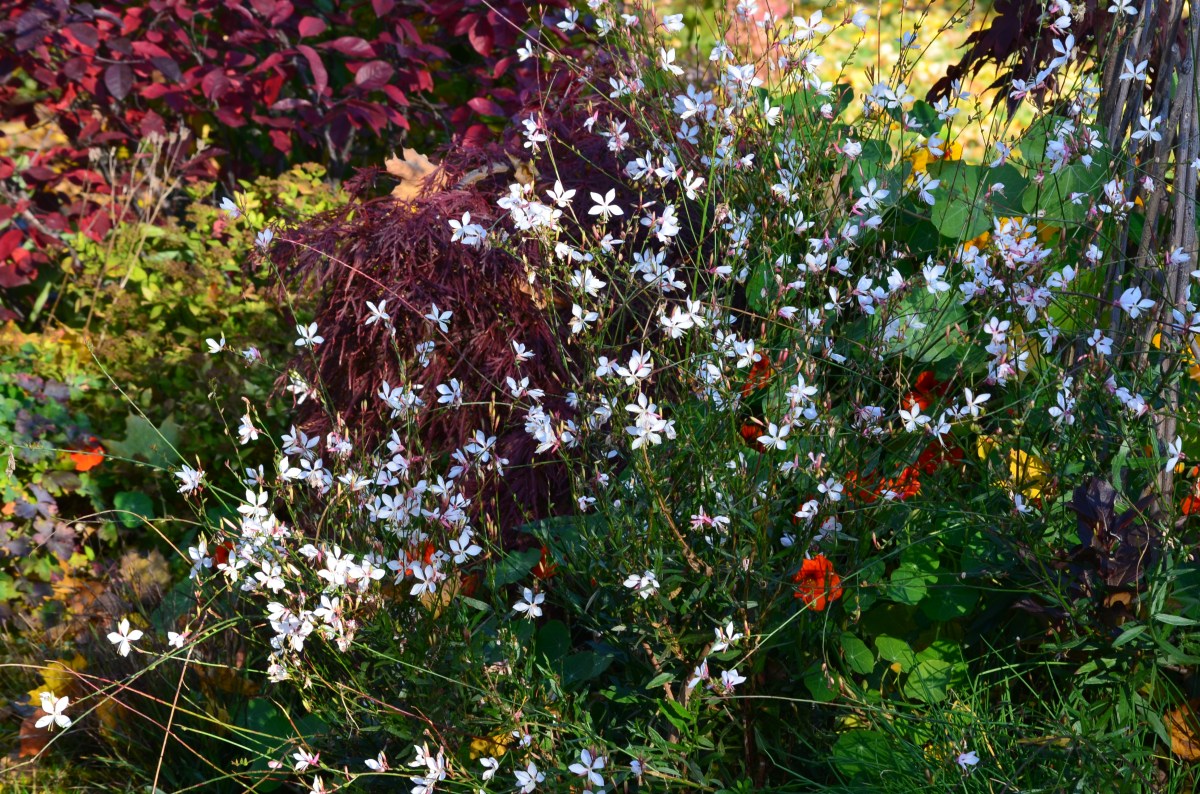 A mix of colour and texture in a garden bed with pale pink Gaura as a focal point.