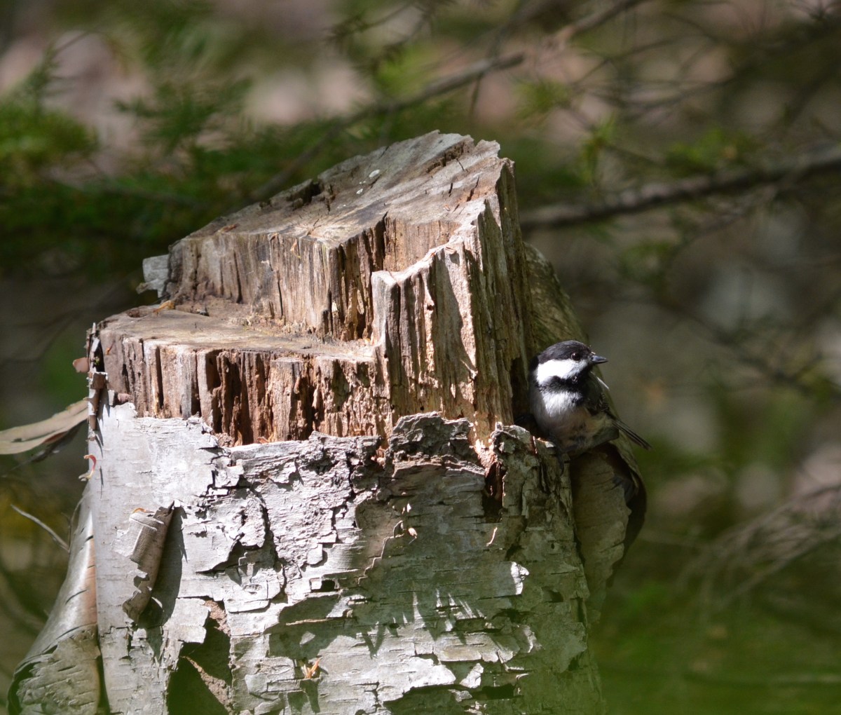 A small bird sits on the side of a tree stump