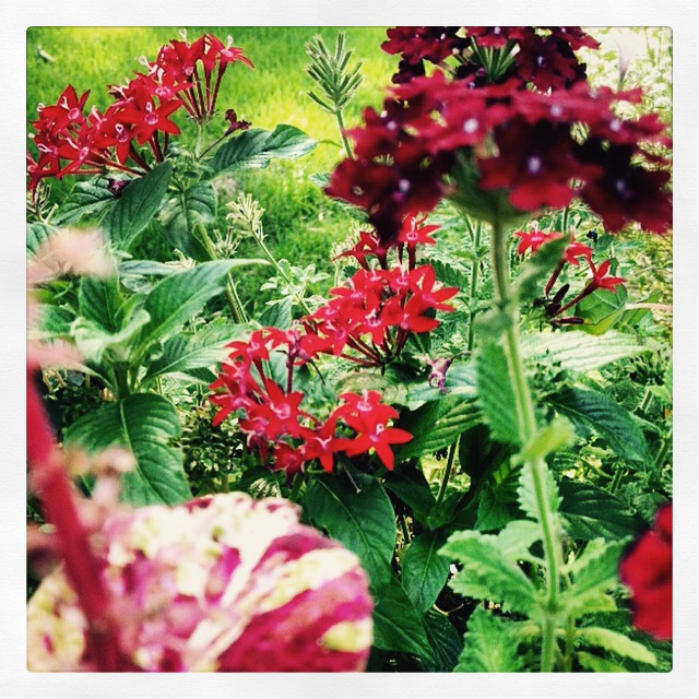 A close-up of flowers in a red-themed container planting
